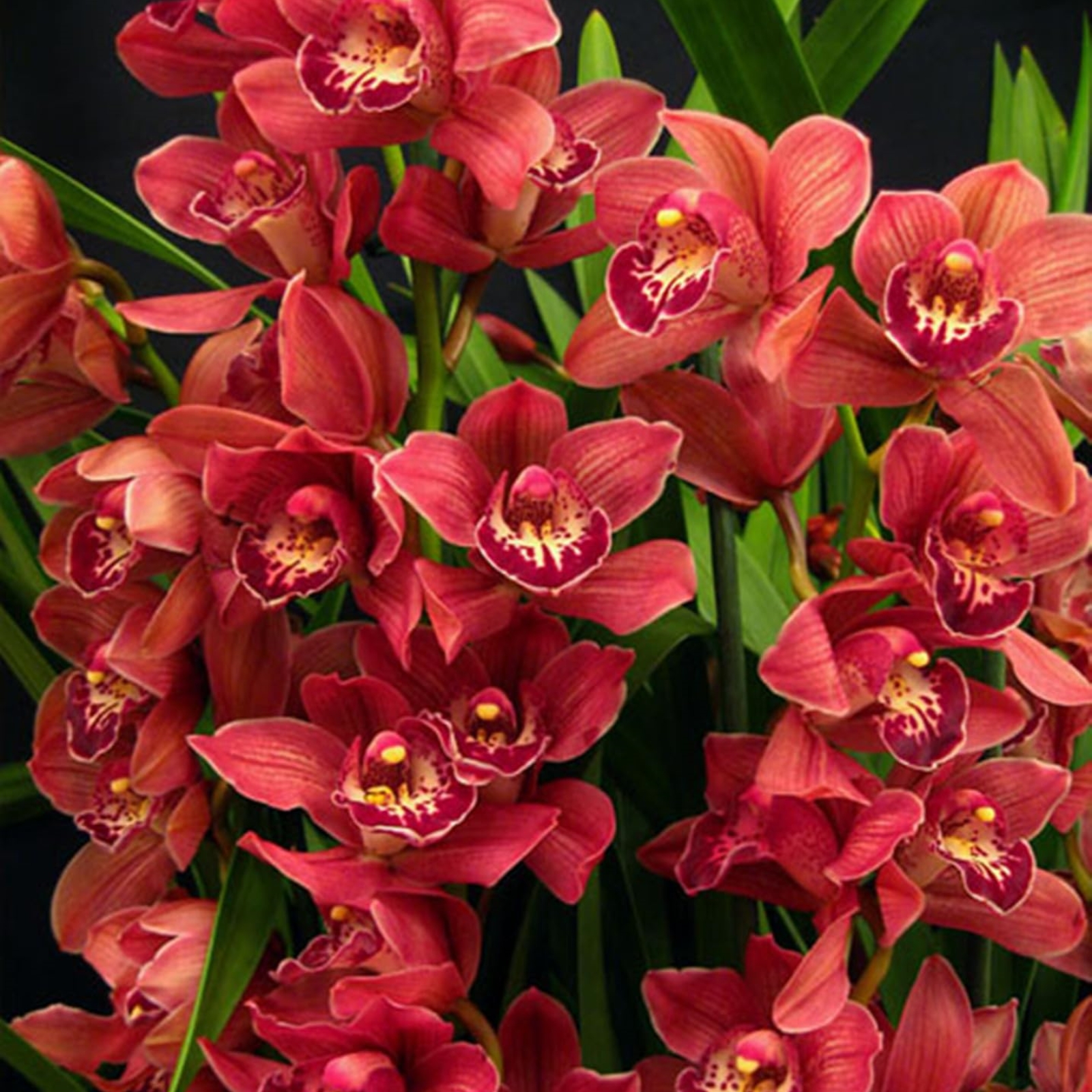 Cymbidium Bulbs For Planting,Cymbidium Plants Outdoor,Cymbidium Potting