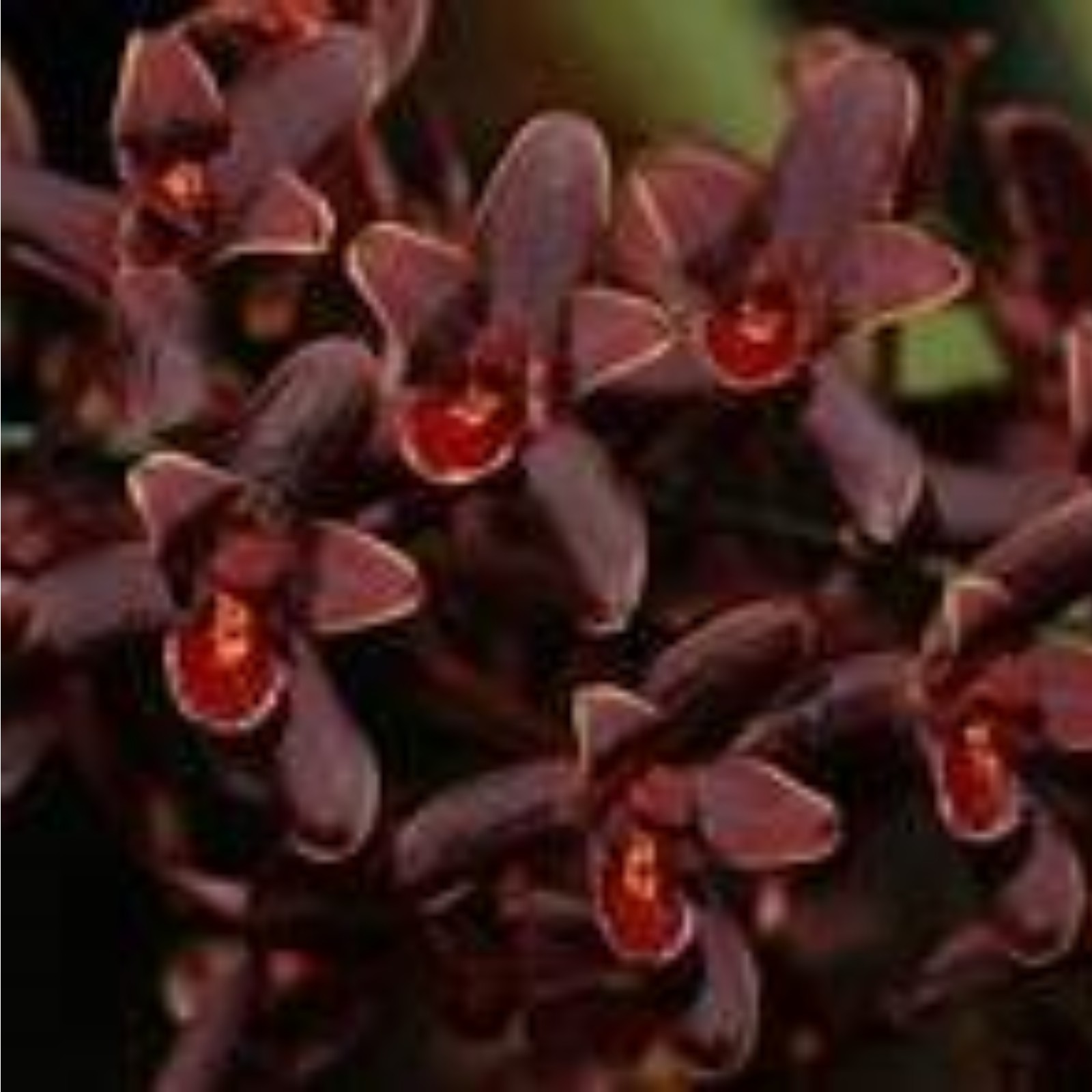 Cymbidium Bulbs For Planting,Cymbidium Plants Outdoor,Cymbidium Potting