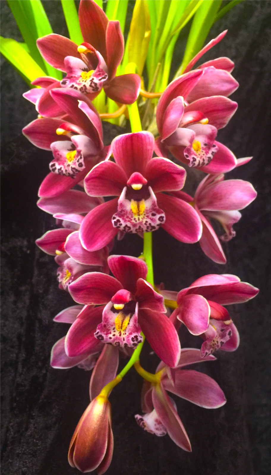 Cymbidium Bulbs , Fragrant Flowers,Cymbidium Plant， Perennial Plants