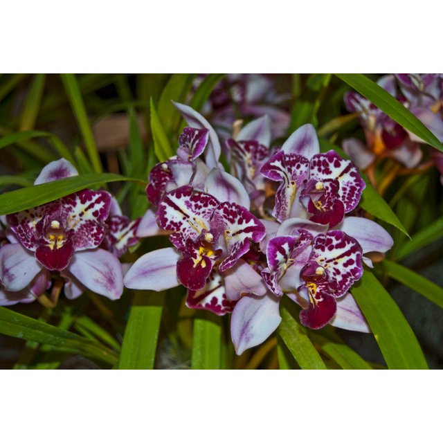 Cymbidium Bulbs , Fragrant Flowers,Cymbidium Plant， Perennial Plants