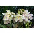 Cymbidium Bulbs , Fragrant Flowers,Cymbidium Plant， Perennial Plants