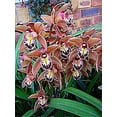Cymbidium Bulbs , Fragrant Flowers,Cymbidium Plant， Perennial Plants