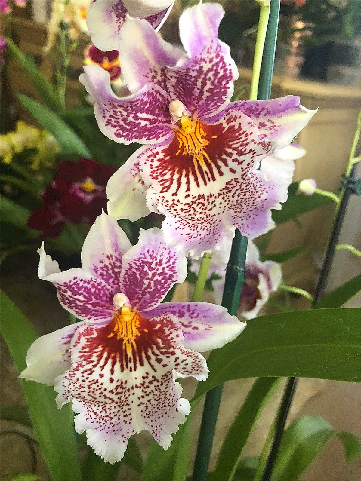 Cymbidium Bulbs , Fragrant Flowers,Cymbidium Plant， Perennial Plants