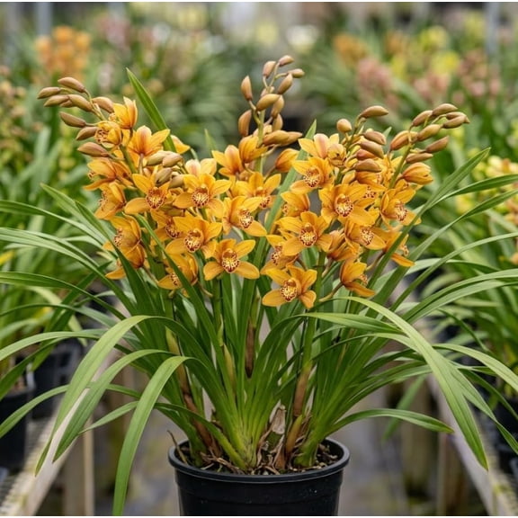 Cymbidium Flowers Plant Cymbidium Orchid Plants Live Big Bloom Orchids Flowers, 10-12" Tall in Gallon Pot