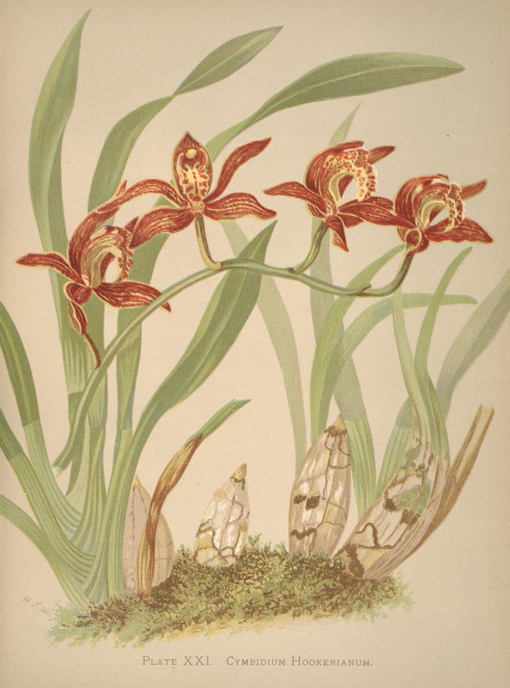 Cymbidium Hookerianum Canvas Art - HS Miner (24 x 36)