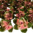 thumbnail image 1 of Cymbidium, Low Maintenance - Easy Grow - Ideal for Beds Borders, Plant Pots & Planters, 1 of 2