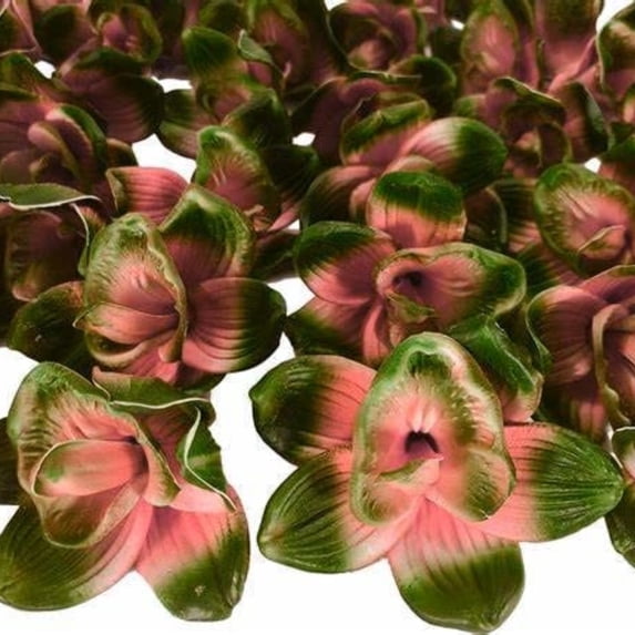 Cymbidium, Low Maintenance - Easy Grow - Ideal for Beds Borders, Plant Pots & Planters