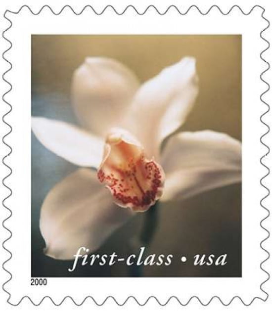 Cymbidium Orchid Canvas Art - US POSTAL SERVICE (24 x 24)