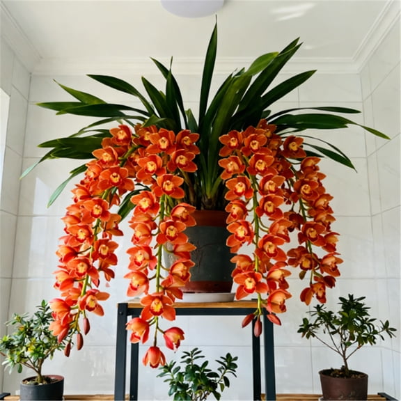 Cymbidium Orchid Flower Bulbs, Easy‑Grow Low Maintenance Perennial, Suitable for Garden Beds, Borders, Pots and Planters