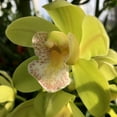 Cymbidium Plant Bulbs Ornamental Flowering Plant Low Maintenance