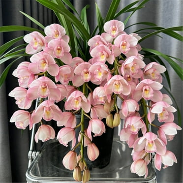 Professional Cymbidium Garden Plants - 10 Bulbs For Planting & Landscaping