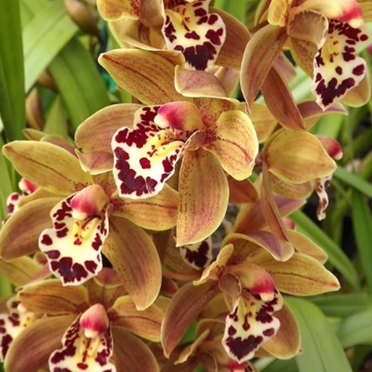 Cymbidium For Sale-Indoor Or Outdoor-Gardening- Grow Simple -Iridescent-Cymbidium Potting Mix- Surprise Pots to Grow-Professional Landscaping Environment