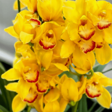 Cymbidium For Sale-Indoor Or Outdoor-Gardening-Professional Landscaping Environment- Grow Simple -Iridescent-Cymbidium Potting Mix- Surprise Pots to Grow-