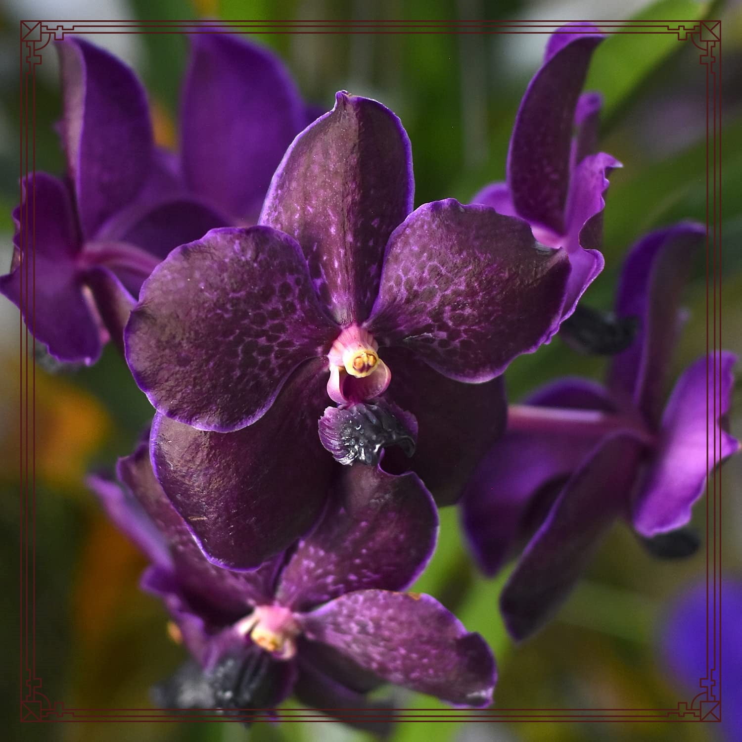 Cymbidium bulbs Cymbidium potting mix Cymbidium potting mix Cymbidium