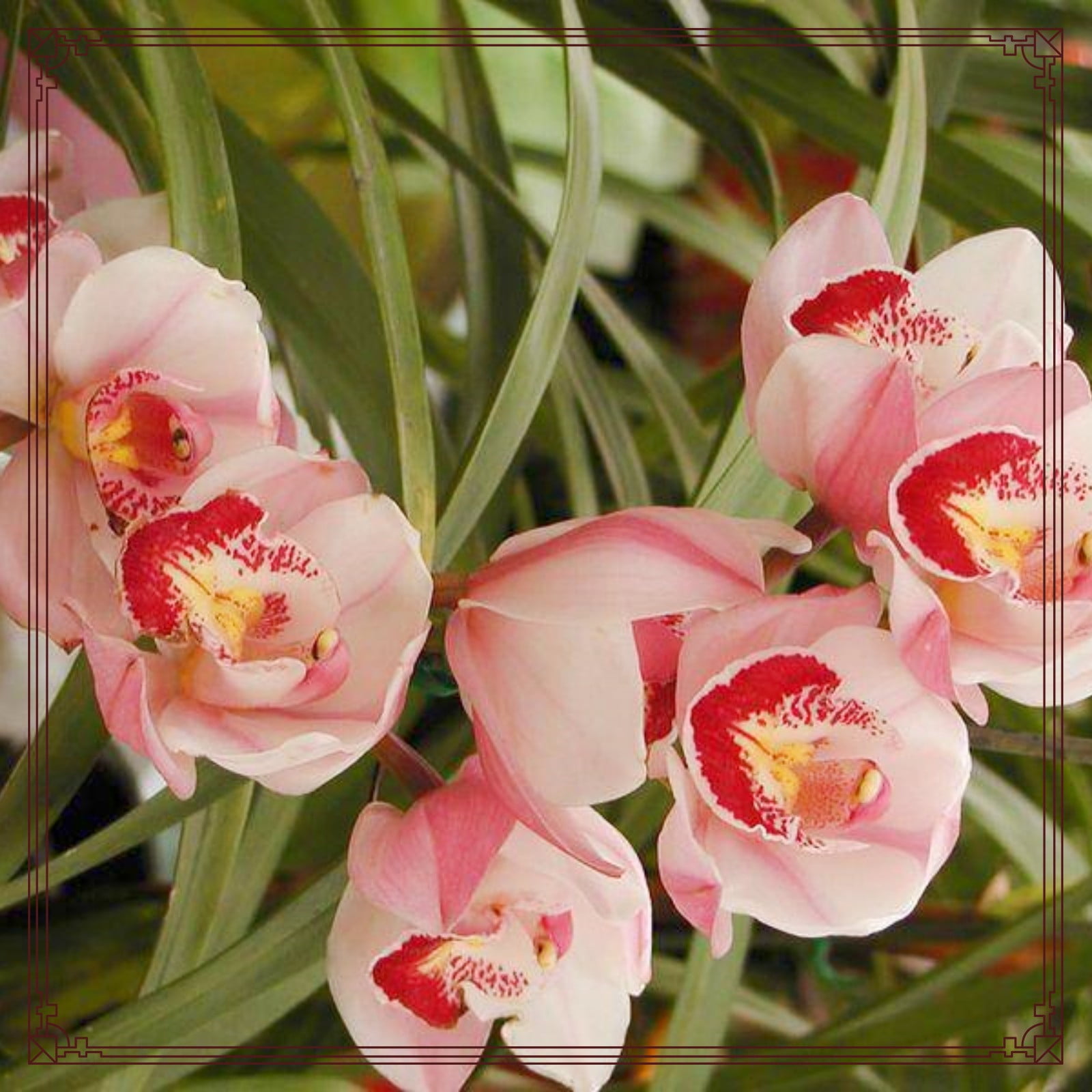 Cymbidium bulbs Cymbidium potting mix Cymbidium potting mix Cymbidium