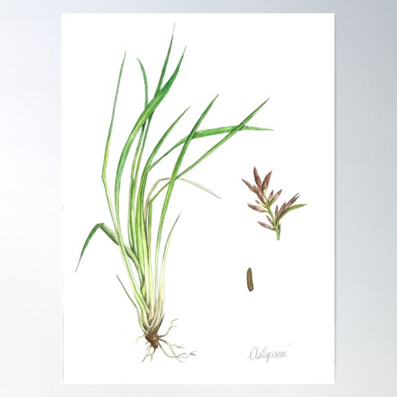 Cymbopogon Nardus Poster Wall Art , Poster Print Only