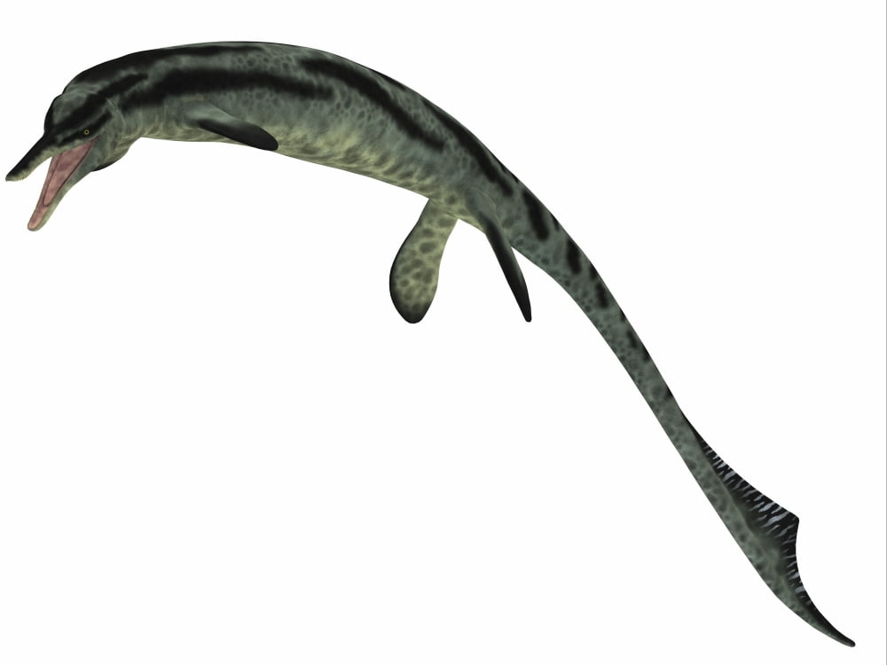 Cymbospondylus an early ichthyosaur from the Triassic Period Canvas Art - Corey FordStocktrek Images (33 x 25)