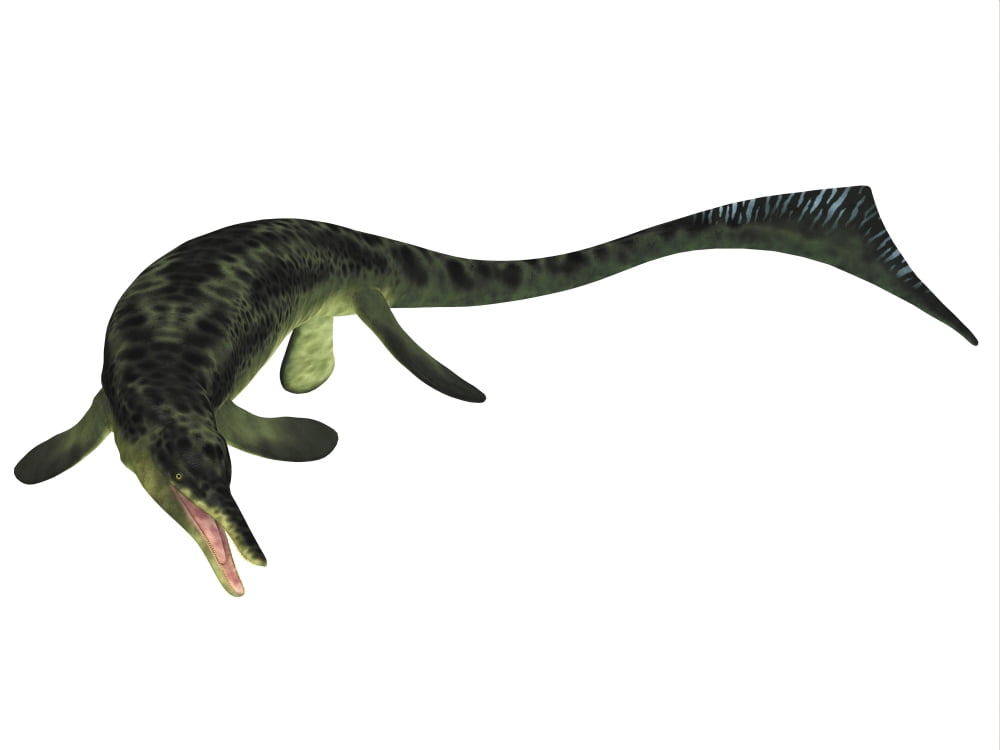Cymbospondylus ichthyosaur from the Triassic Period Canvas Art - Corey FordStocktrek Images (17 x 13)