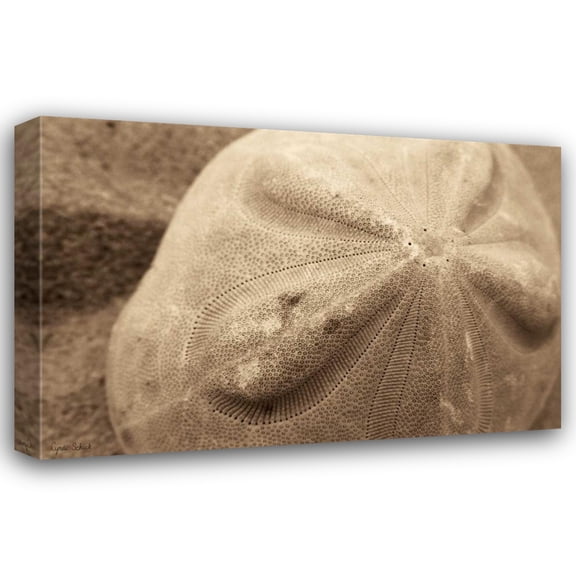 Cyndi Schick 24x17 Gallery Wrapped Canvas Wall Art Titled - Sand Dollar