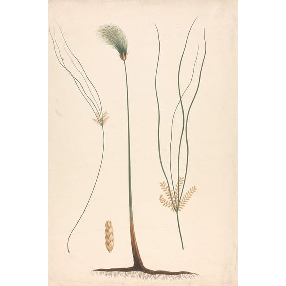 Cyperus papyrus L. (Papyrus Sedge) Poster Print by Luigi Balugani (24 x 36)