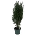 thumbnail image 1 of Cypress Christmas Tree - Chamaecyparis lawsoniana Ellwoodii -Indoors/Out -6" Pot, 1 of 1