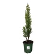 thumbnail image 1 of Cypress Italian Cupressus sempervirens, Evergreen Tree, 4 Inch Pot, 1 of 6