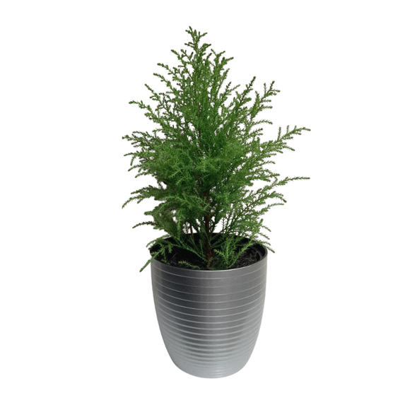 Cypress Live Tree, 9 - 11'' Tall, Vibrant Green Foliage, Cypress Tree Plant Live in 4 Inches Pot, Ideal for Winter Indoor Decoration