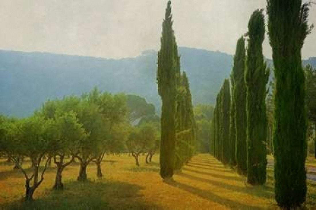 Cypress Shadows Canvas Art - Lars Van de Goor (24 x 36)