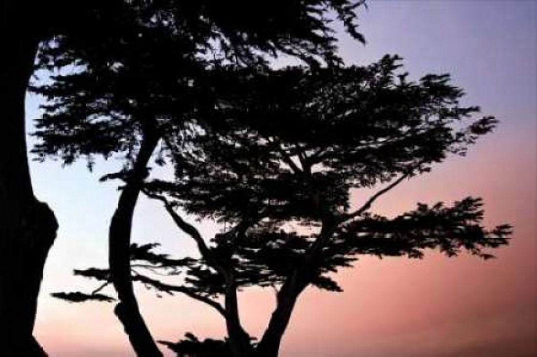 Cypress Silhouette I Canvas Art - Alan Hausenflock (24 x 36)