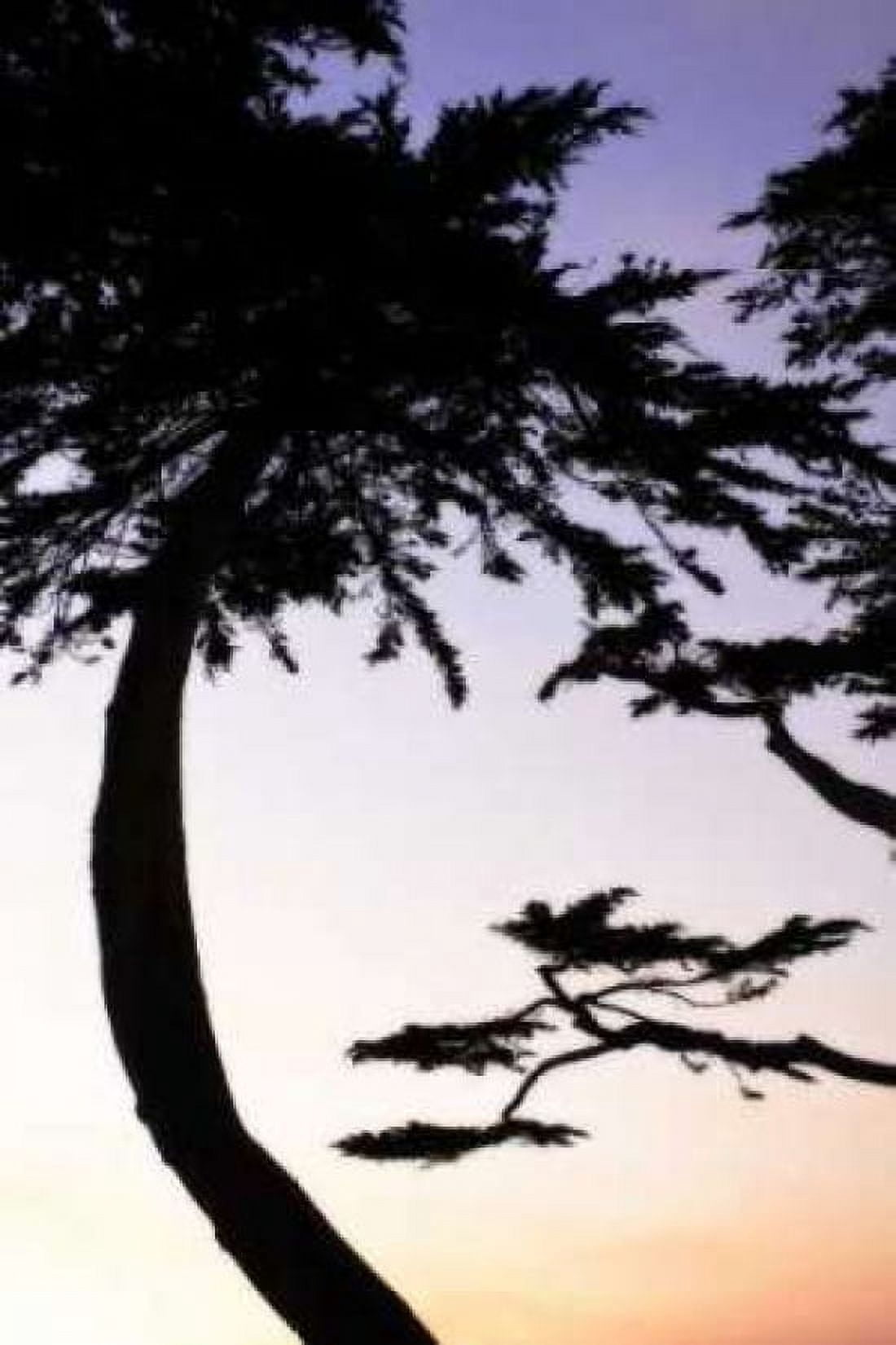 Cypress Silhouette II Canvas Art - Alan Hausenflock (12 x 18)