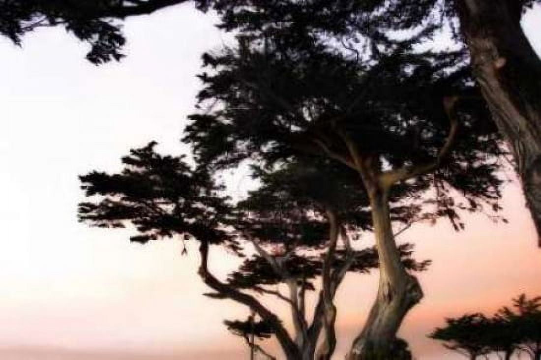 Cypress Silhouette III Canvas Art - Alan Hausenflock (24 x 36)