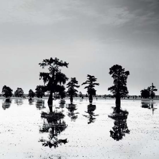 Cypress Swamp V Canvas Art - Josef Hoflehner (24 x 24)