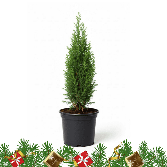 Cypress Tree Live Plant, 911 Inches Tall in 4-Inch Pot, Fragrant Foliage, Cypress Plant for Winter Indoor Decoration and Holiday Gifting