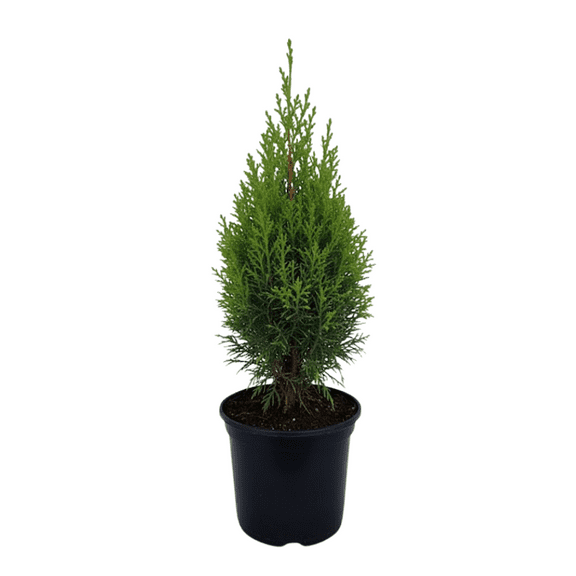 Cypress Tree Live Plant, 9 to 11 Inches Height, Cypress Plant in 4 Inches Pot, Bright Winter Foliage for Home and Office Decoration