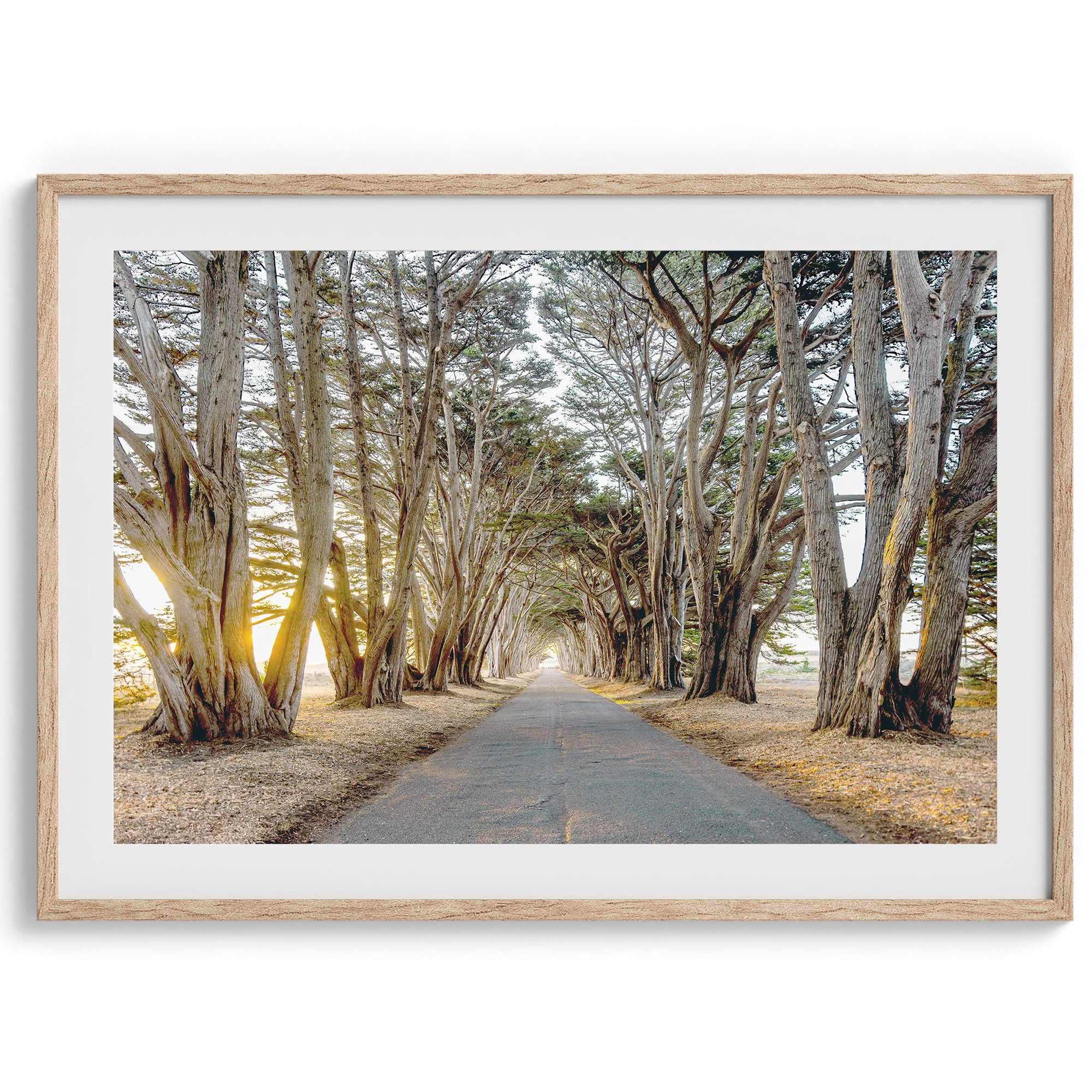 Cypress Tree Tunnel Fine Art Photography Poster Coastal Forest Wall Art ...
