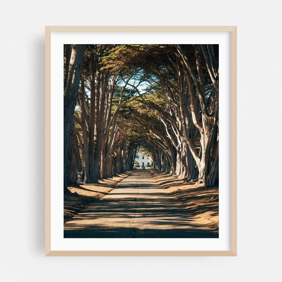 Cypress Tree Tunnel, Point Reyes 01 - Point Reyes Station California Photography Nature Forest Scenic Landscape Travel Poster Oak Framed Wall Art Print 9 x 12 inches