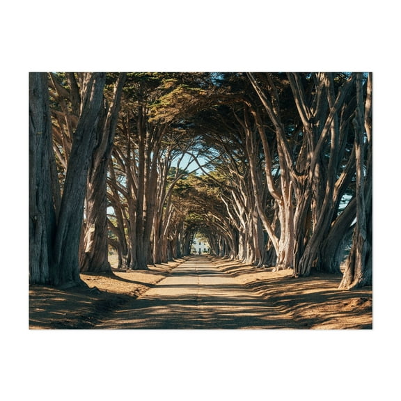 Cypress Tree Tunnel, Point Reyes 02 - Point Reyes Station California Photography Unframed Wall Art Print 5 x 7 inches