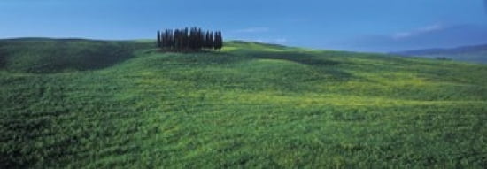 Cypress Trees In A Field Tuscany Italy Canvas Art - Panoramic Images (36 x 13)
