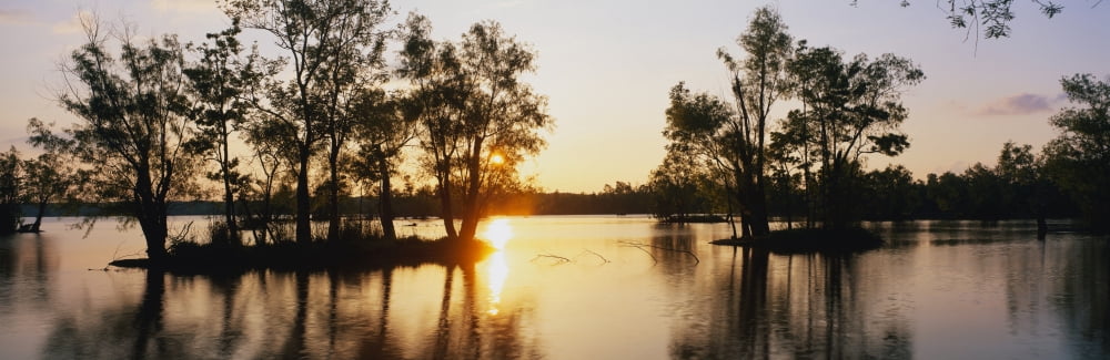 Cypress Trees LA Canvas Art - Panoramic Images (27 x 9)
