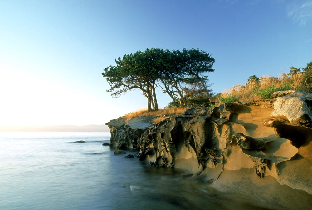 Cypress Trees On Sandstone Islet Near Gabriola Island British Columbia Canada Canvas Art - David Nunuk Design Pics (18 x 12)