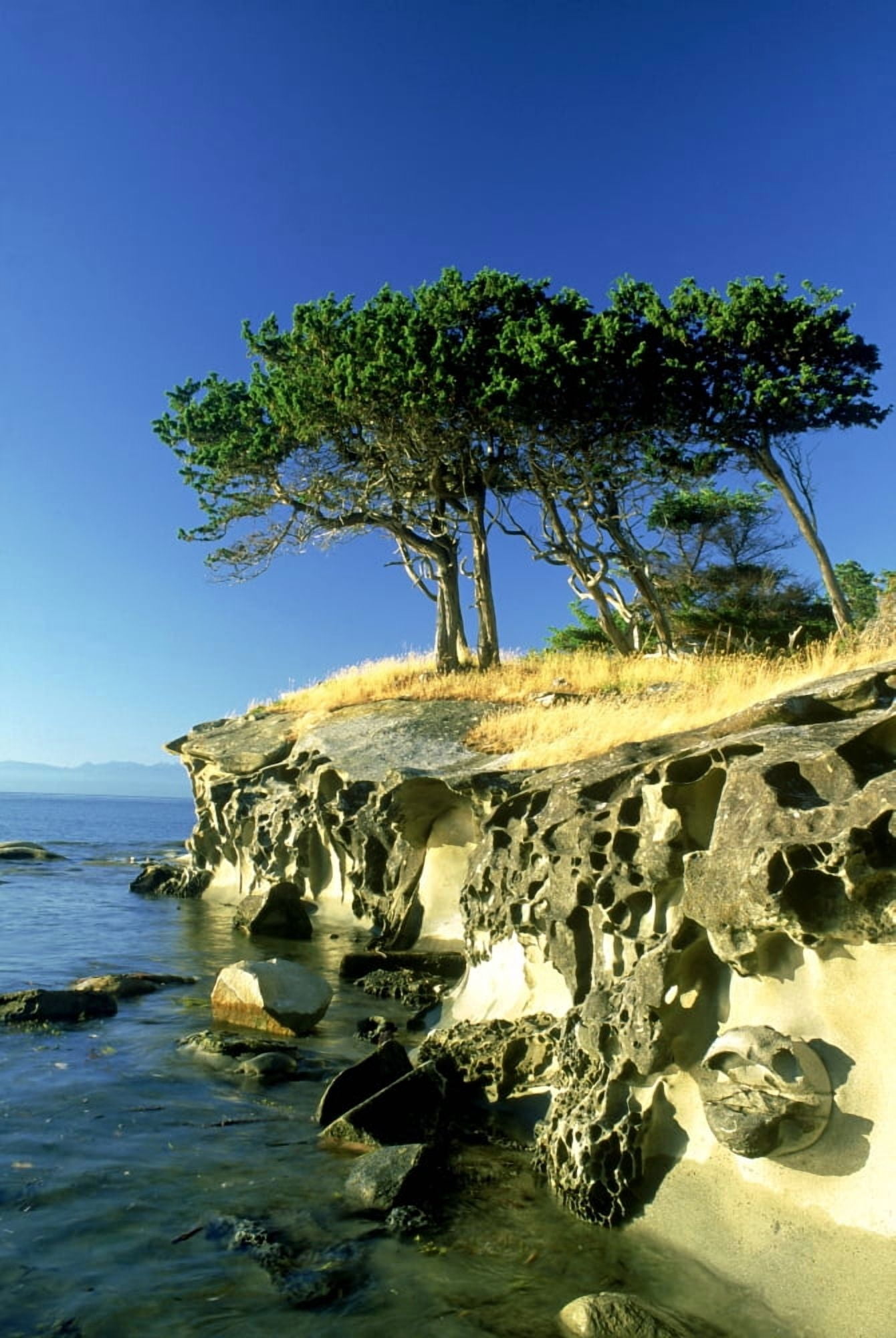 Cypress Trees On Sandstone Islet Near Gabriola Island British Columbia Canada Canvas Art - David Nunuk Design Pics (24 x 36)