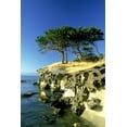 thumbnail image 1 of Cypress Trees On Sandstone Islet Near Gabriola Island British Columbia Canada Poster Print (24 x 36), 1 of 4