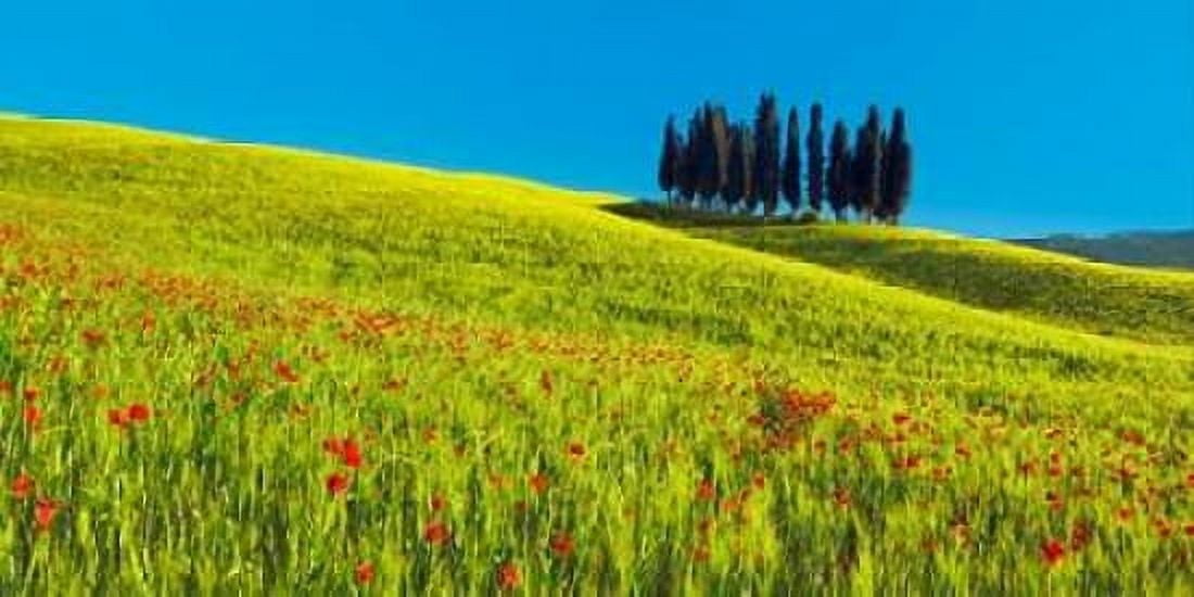 Cypress and corn field Tuscany Italy Canvas Art - Frank Krahmer (10 x 20)