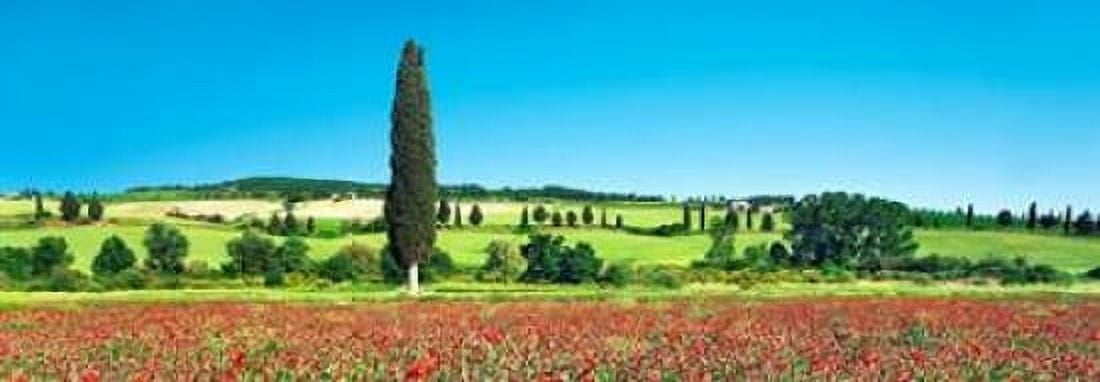 Cypress in poppy field Tuscany Italy Canvas Art - Frank Krahmer (10 x 20)