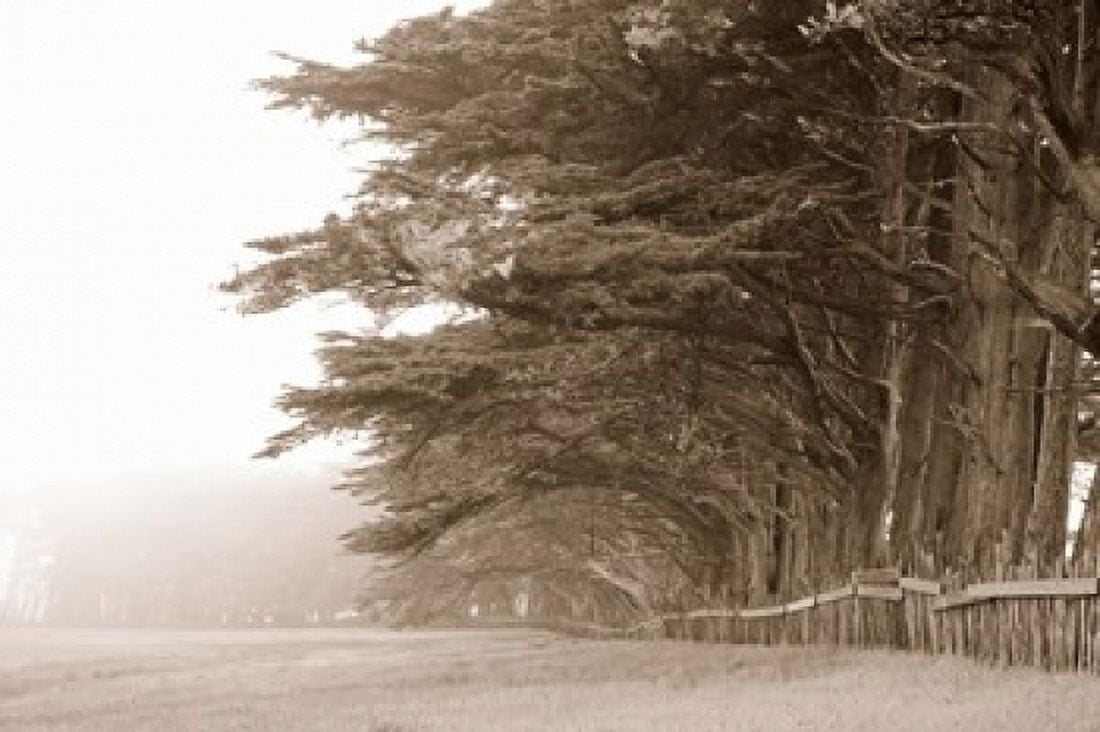 Cypress trees along a farm Fort Bragg California USA Canvas Art - Panoramic Images (36 x 24)