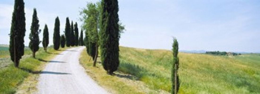 Cypress trees along farm road Tuscany Italy Canvas Art - Panoramic Images (36 x 13)