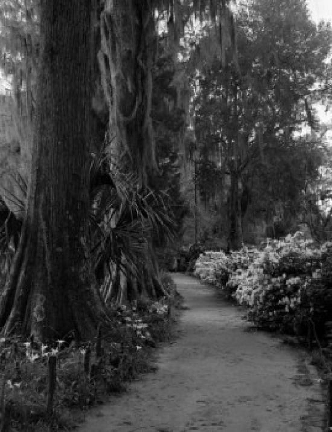 Cypress trees and path Canvas Art - (18 x 24)