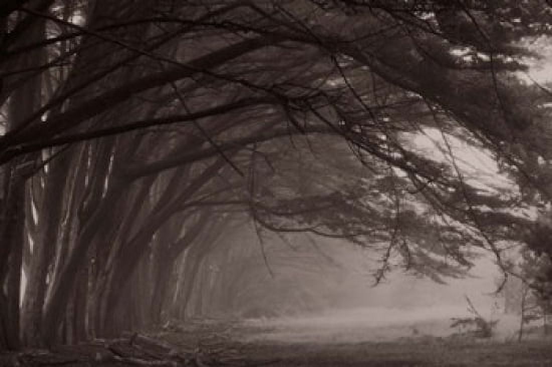Cypress trees at misty morning Fort Bragg California USA Canvas Art - Panoramic Images (36 x 24)