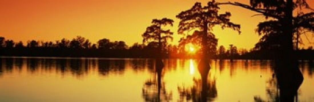 Cypress trees at sunset Horseshoe Lake Conservation Area Alexander County Illinois USA Canvas Art - Panoramic Images (18 x 6)