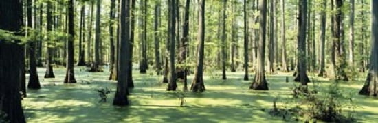 Cypress trees in a forest Shawnee National Forest Illinois USA Canvas Art - Panoramic Images (36 x 12)